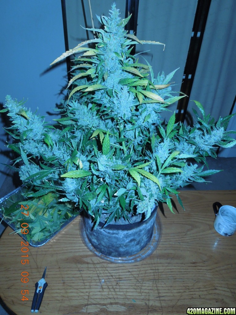 auto_day_88_sd2_pre_harvest_shot.jpg