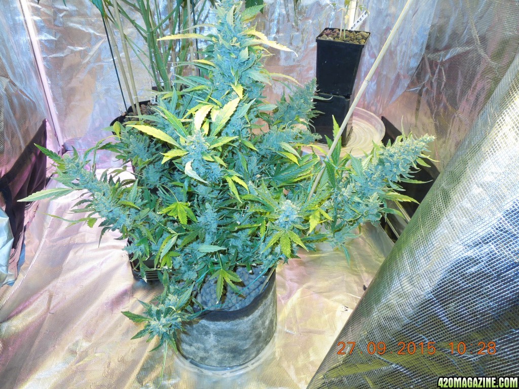 auto_day_88_sd2_preharvest_tent_shot.jpg