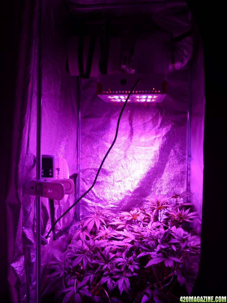 auto_grow_001.JPG