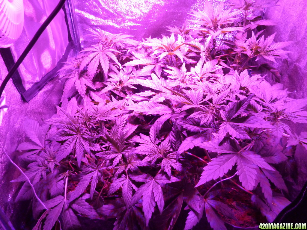 auto_grow_002.JPG