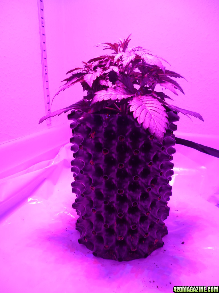 auto_grow_005.JPG