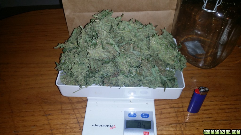 auto_sd1_dried_bud_scale_pic.jpg