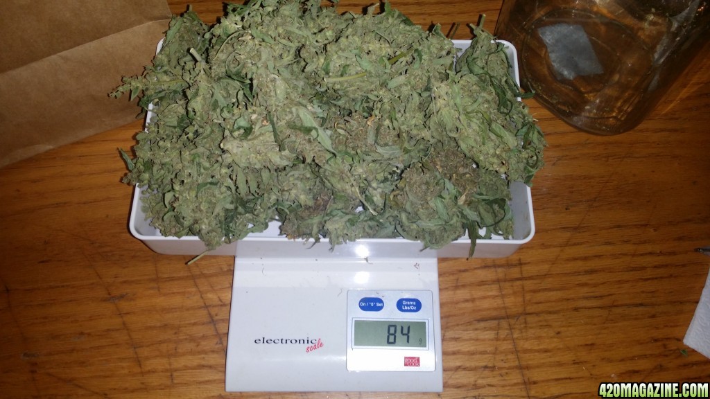 auto_sd1_dried_bud_scale_pic2.jpg