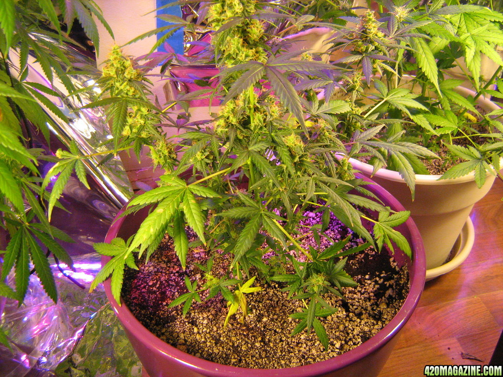 auto_skunk_in_bloom_005_2_.JPG