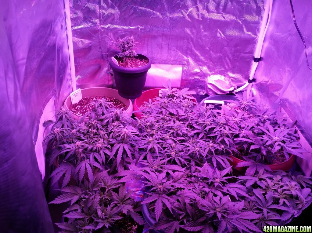 autos81_63t60_40h.jpg