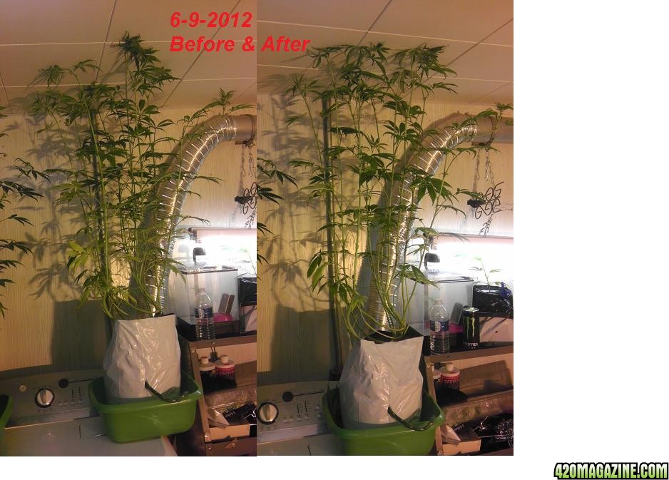 barbie_6-9-12_b4_and_after_defoliation.jpg