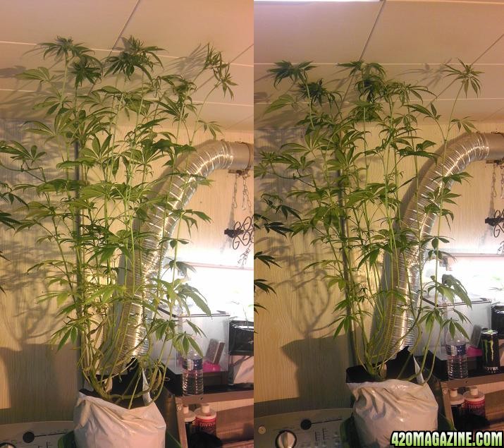 barbie_6-9-12_b4_and_after_defoliation_two.jpg