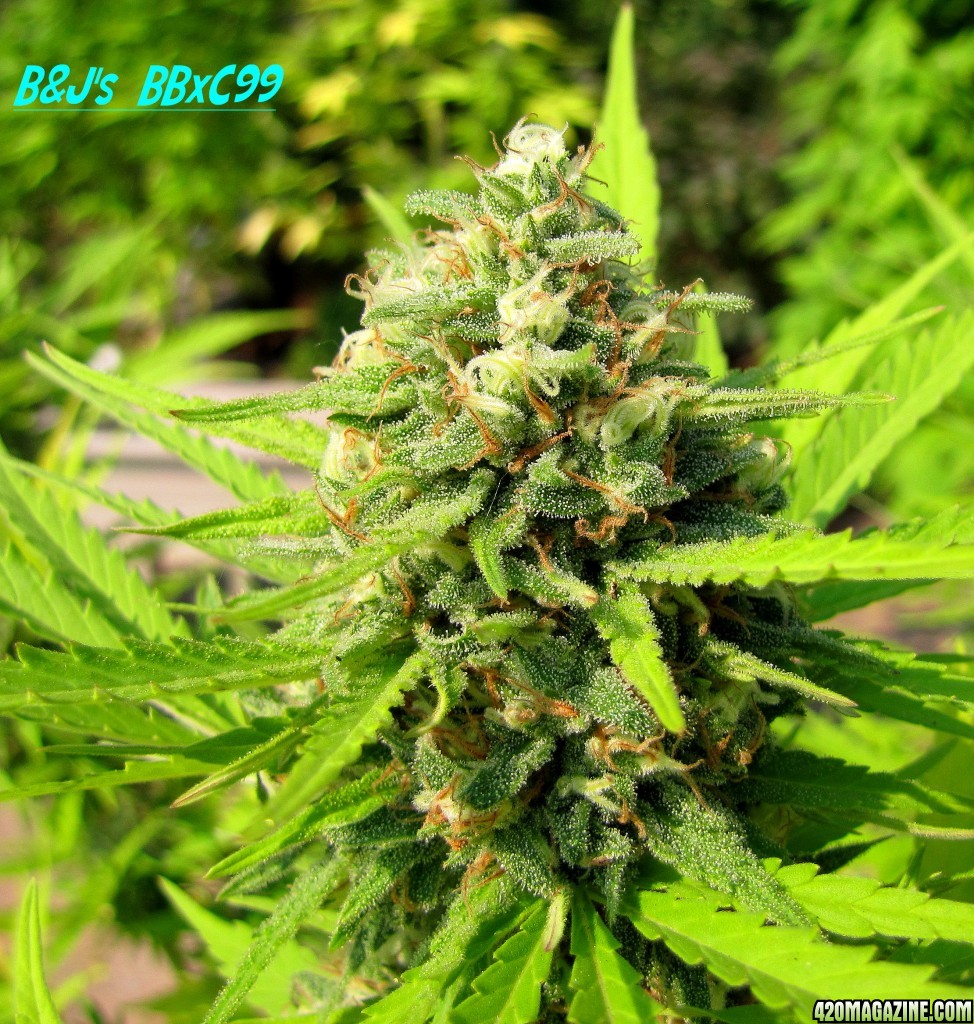 FullGas Strain Info / FullGas Weed By Green House Seed Co. - GrowDiaries