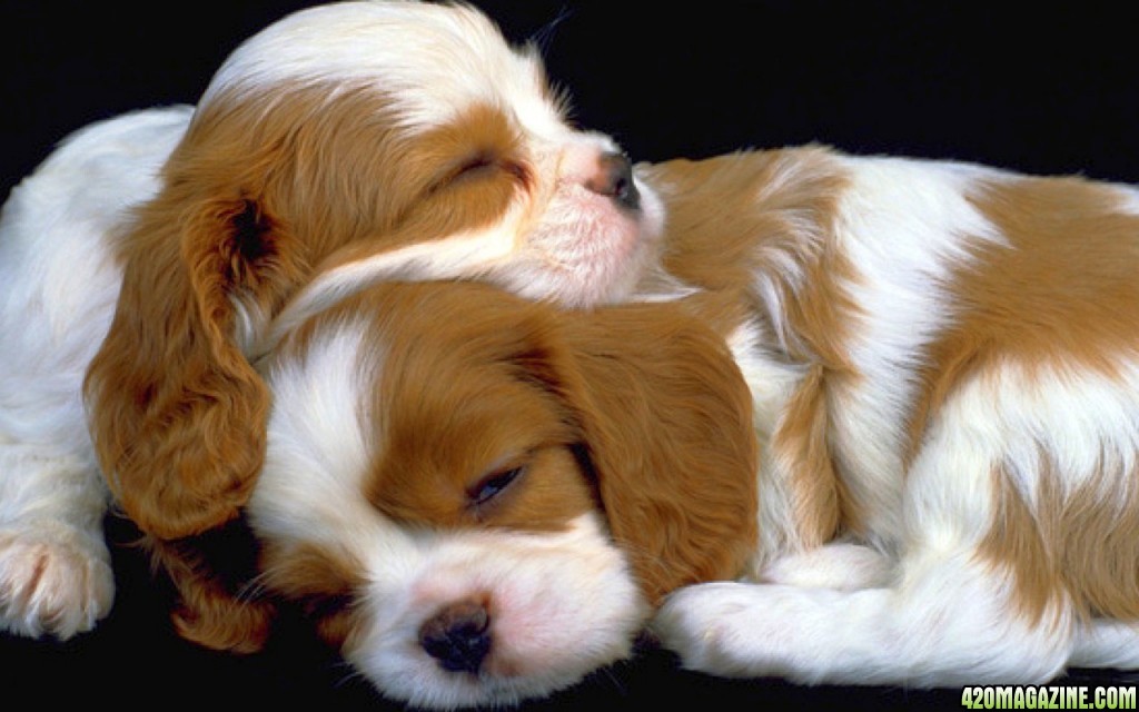 best_puppies_picture44.jpg