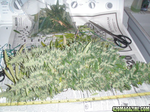 big_bud_003.JPG