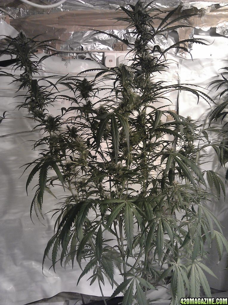 big_bud_5_weeks_into_flowering_2_.jpg