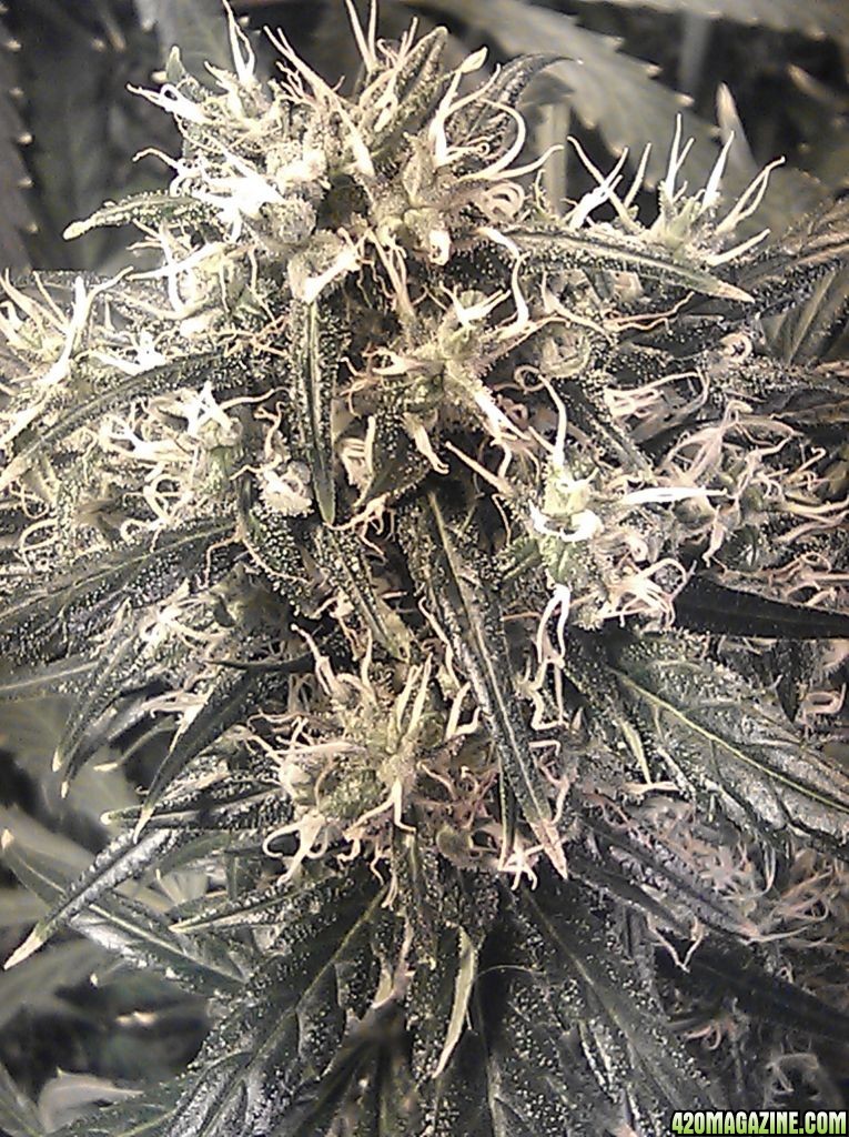 big_bud_7th_week_flower.jpg