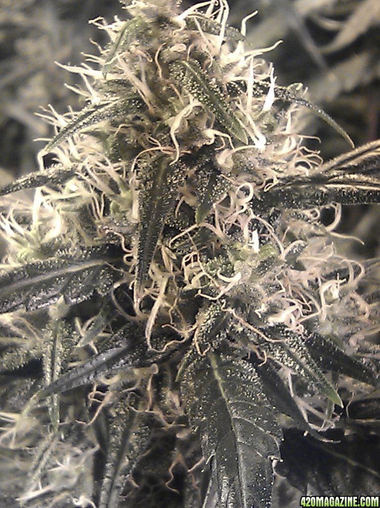 bigbud_week_7_flower_close.jpg