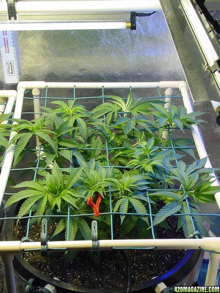 black_veg_day_35_tilt_1.jpg