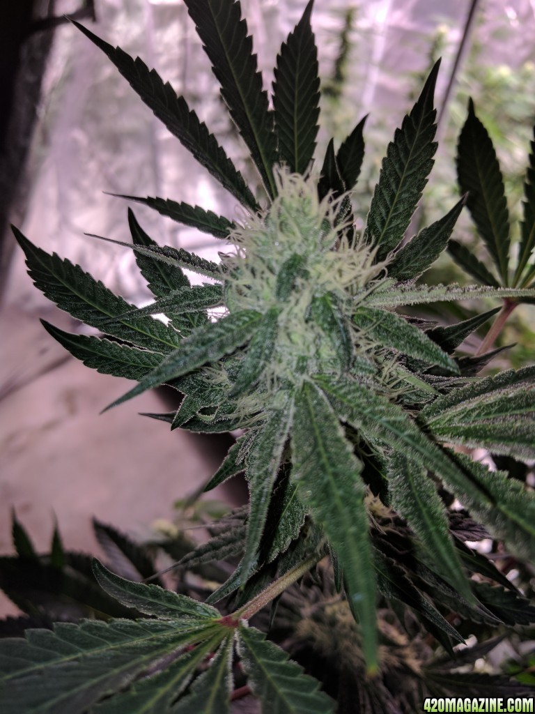 bloom_one_flip_32_RQ_2_critical_bud_shot.jpg