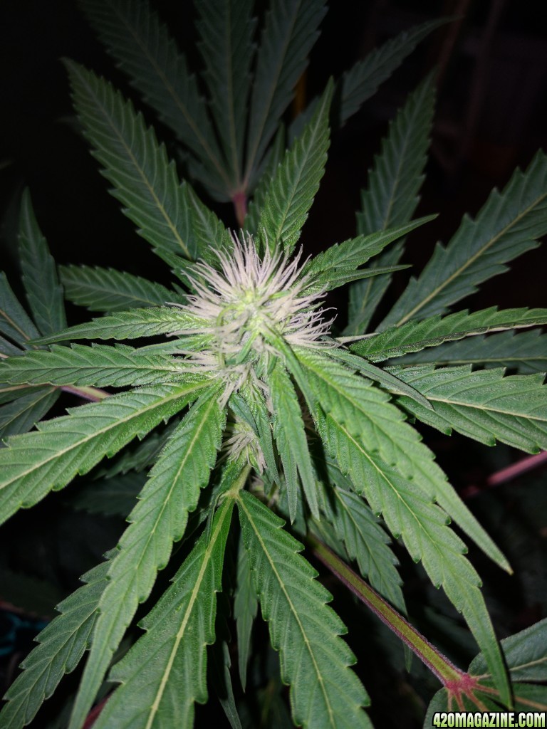 bloom_one_flip_32_WL_x_AC_bud.jpg