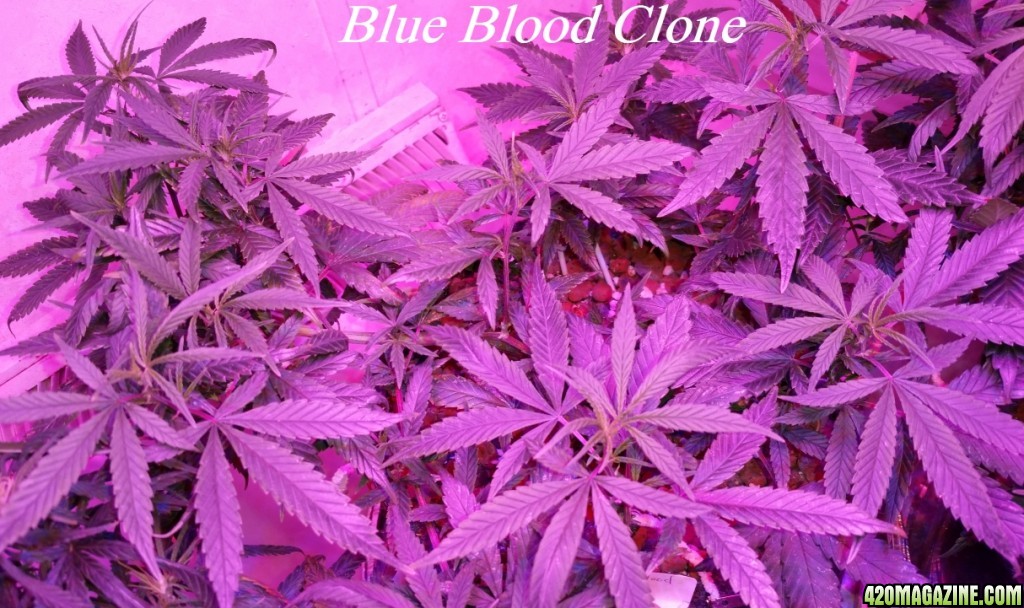 blue_blood_clone.jpg