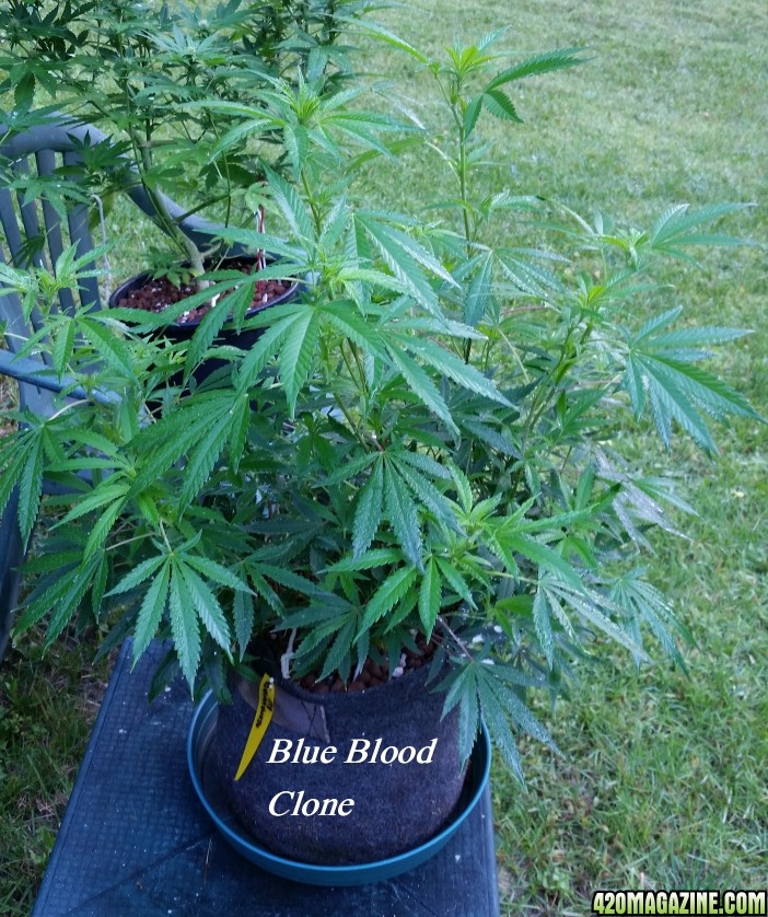 blue_blood_clone_9-5.jpg