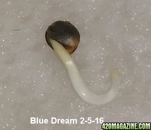 blue_dream_14.jpg