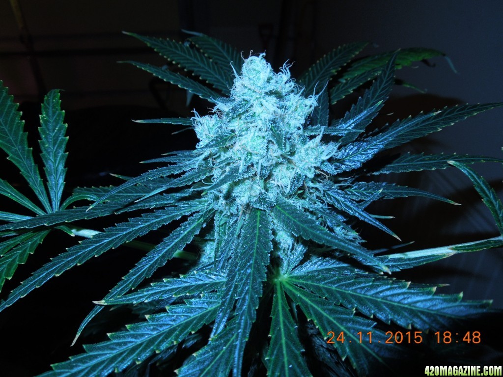 blue_dream_bud_day_146_022.jpg