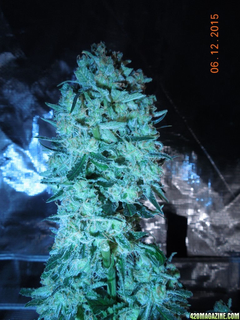 blue_dream_pics_pre_harvest_bud.jpg