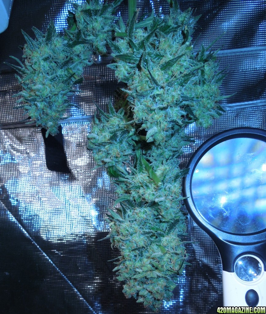 blue_dream_pics_pre_harvest_cola_3.jpg