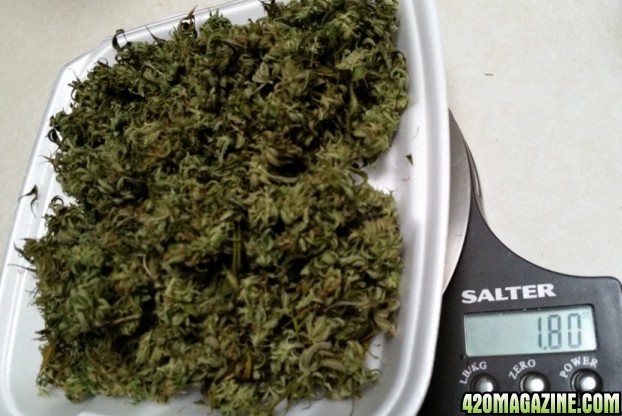 blue_dream_weight_1.jpg