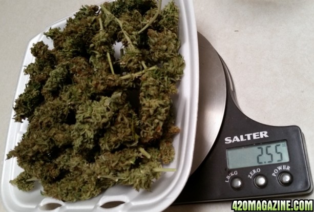 blue_dream_weight_2.jpg