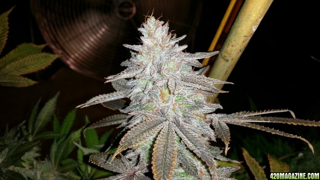 blue_magoo_bx2_cola_2_week_8_bloom.jpg