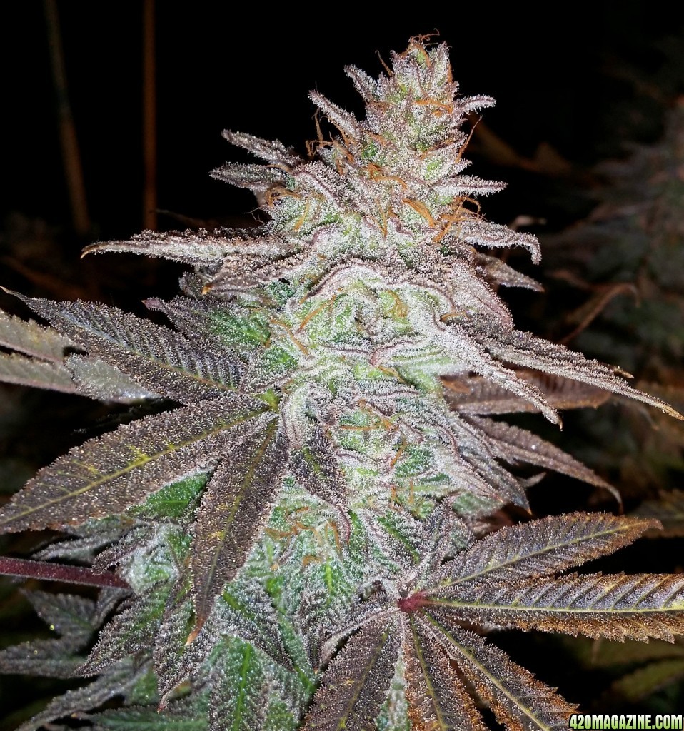 blue_magoo_bx2_cola_3_week_8_bloom.jpg