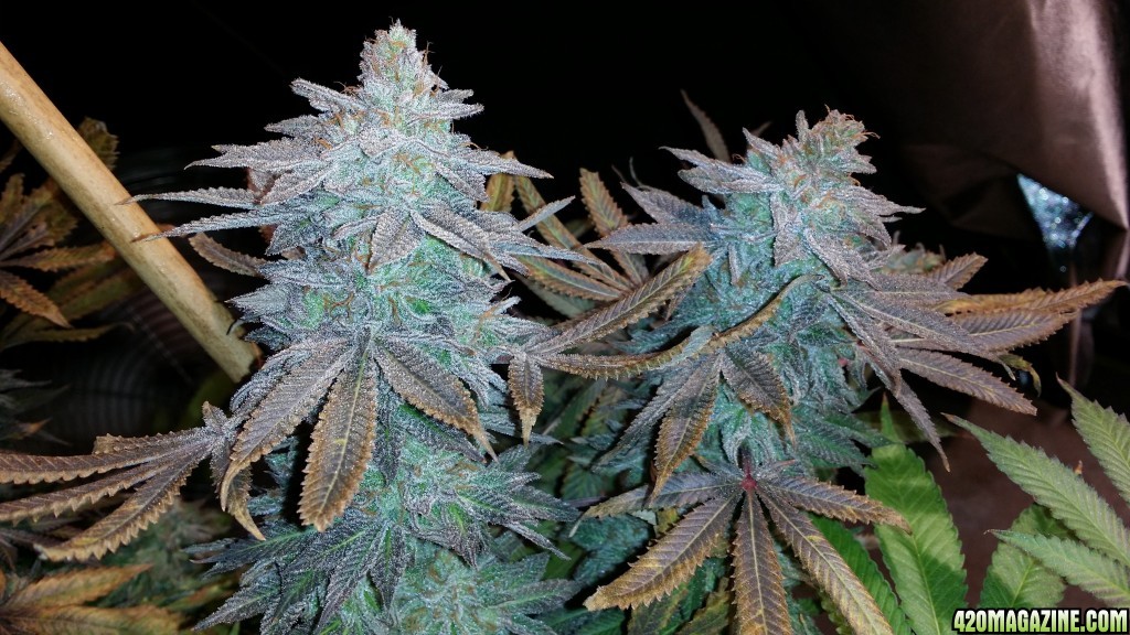 blue_magoo_bx2_colas_week_8_bloom.jpg