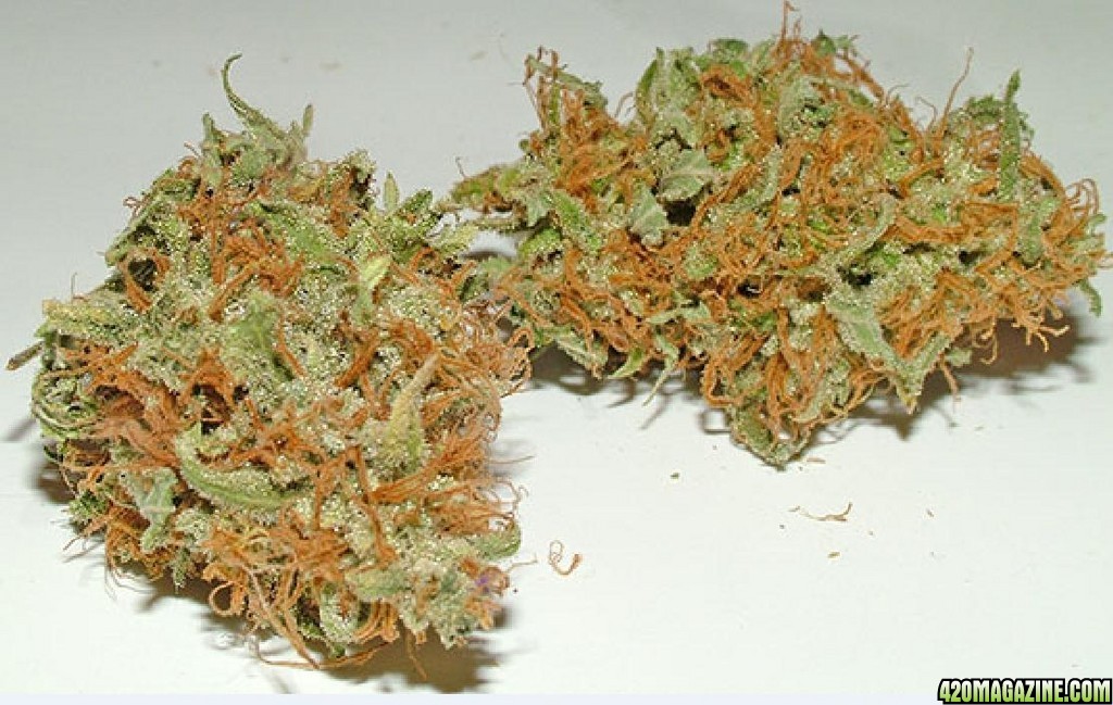 blueberry_buds2.jpg