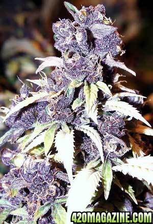 blueberry_marijuana_seeds1.jpg