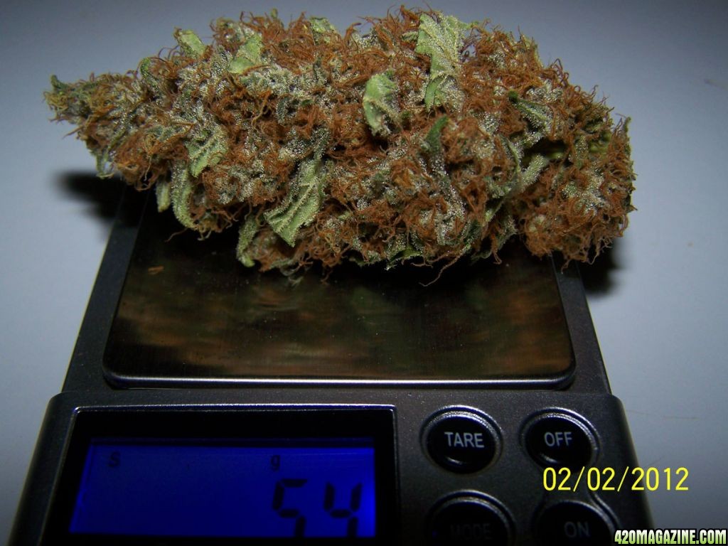 bnug1.jpg