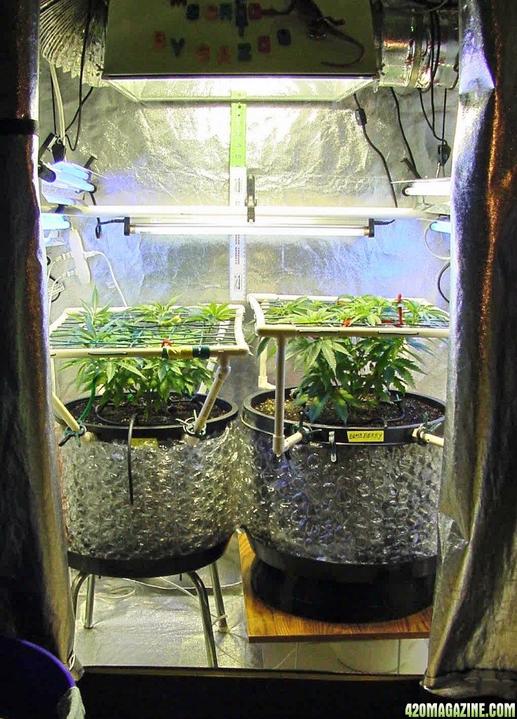 both_veg_day33_front_12.jpg