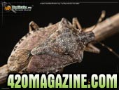 brown-marmorated-stink-bug_9.jpg