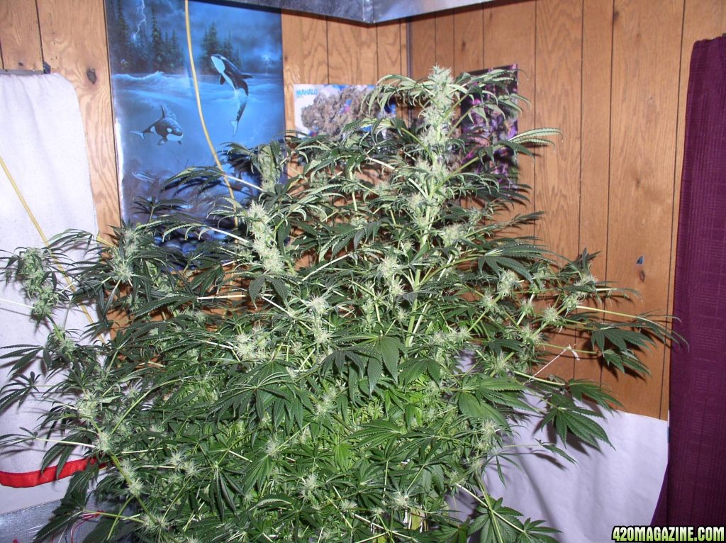 bubble_grow_002.jpg