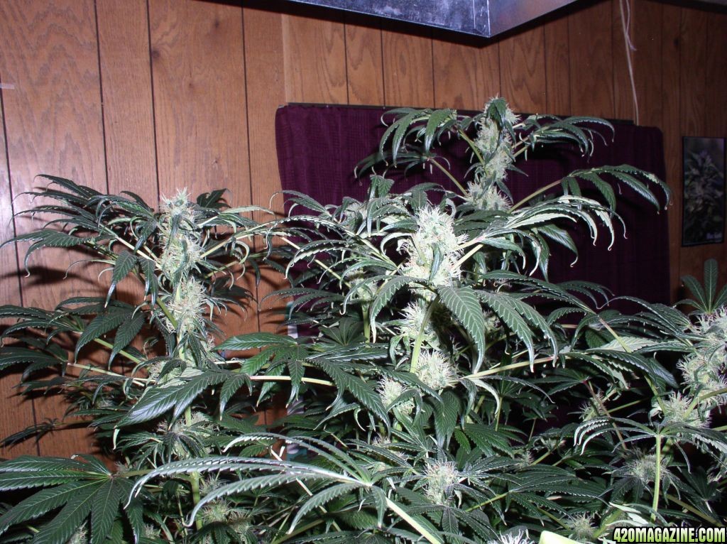 bubble_grow_004.jpg