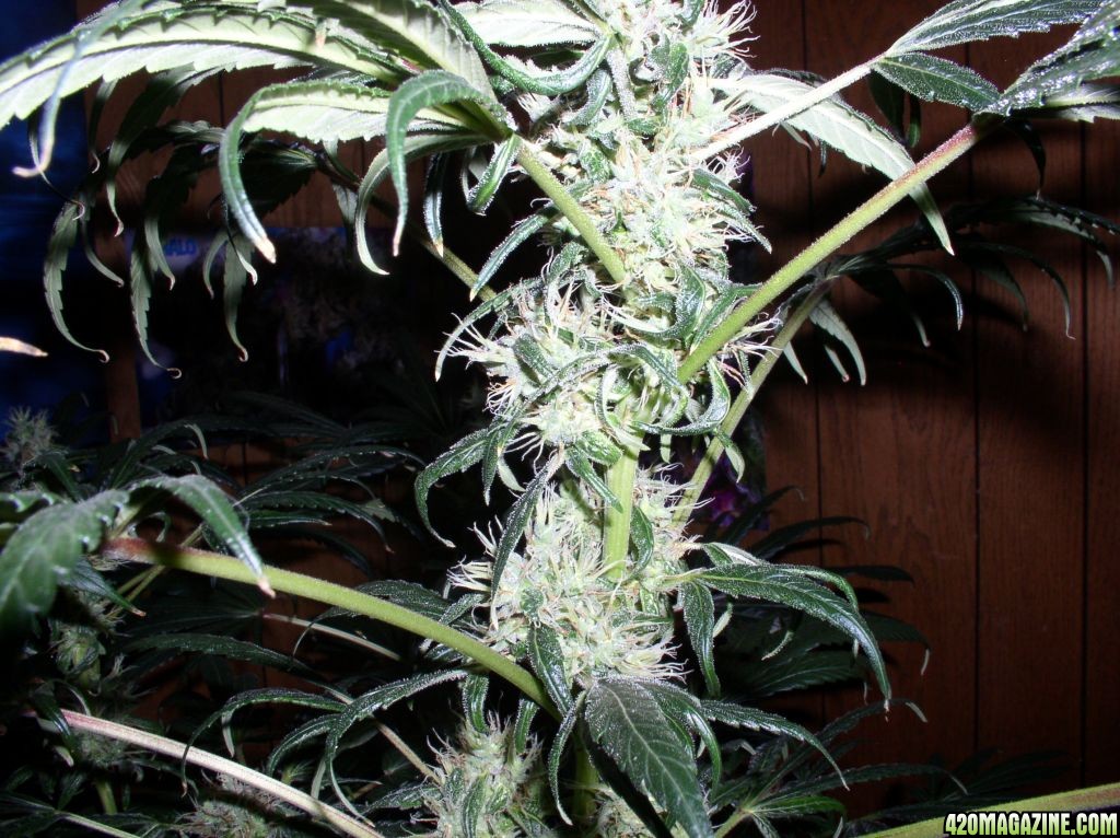 bubble_grow_007.jpg