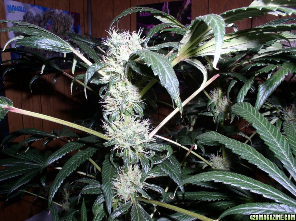 bubble_grow_008.jpg