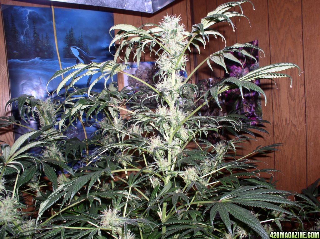 bubble_grow_009.jpg