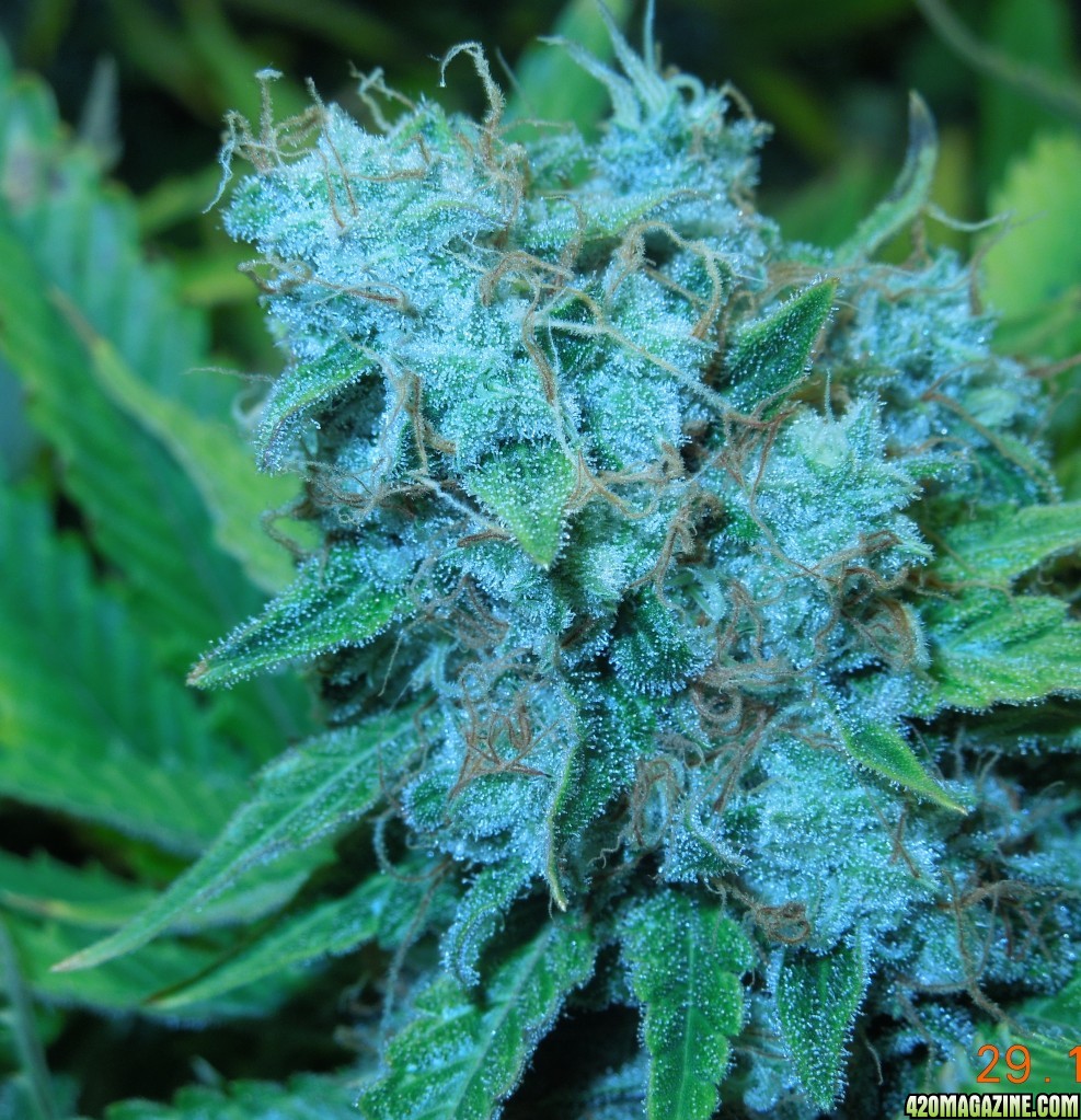 bubblegum_151_bud_3.jpg