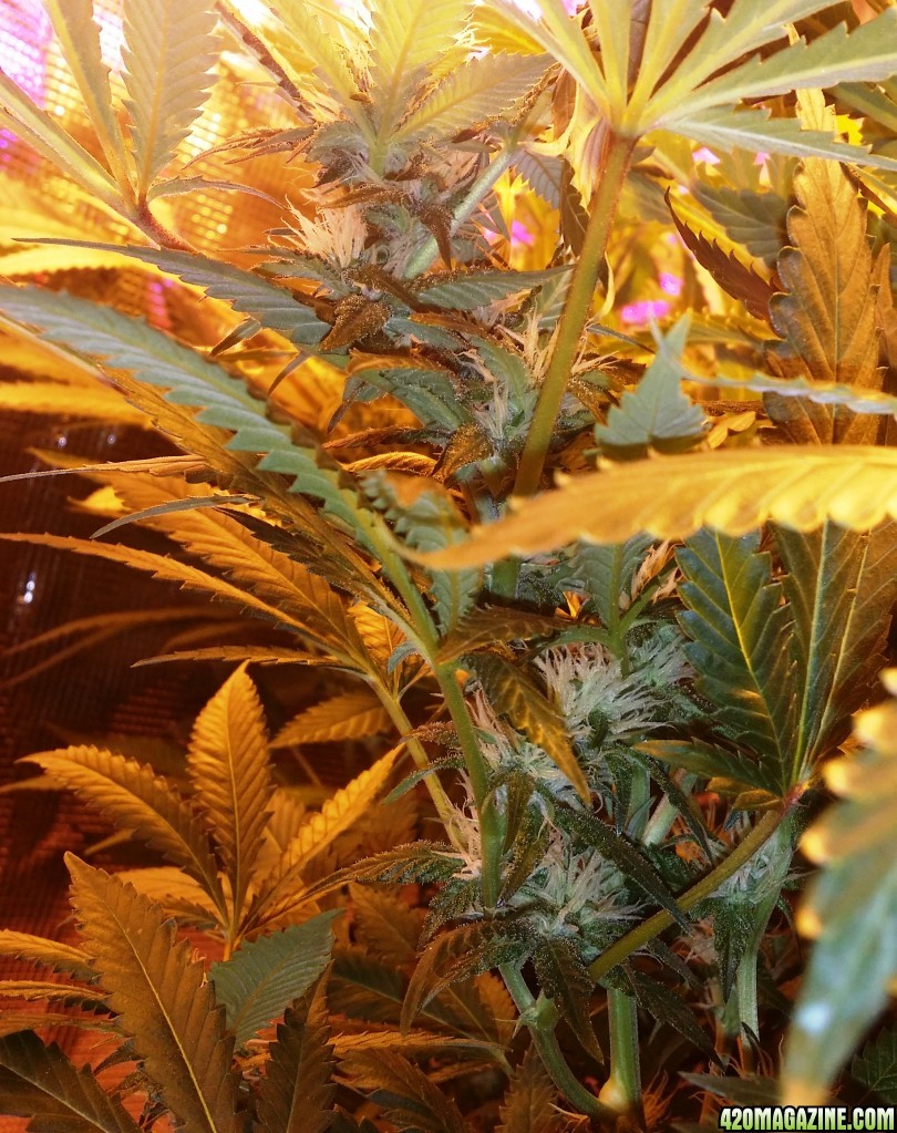 bubblegum_day_110_pistils_and_trics_pic.JPG