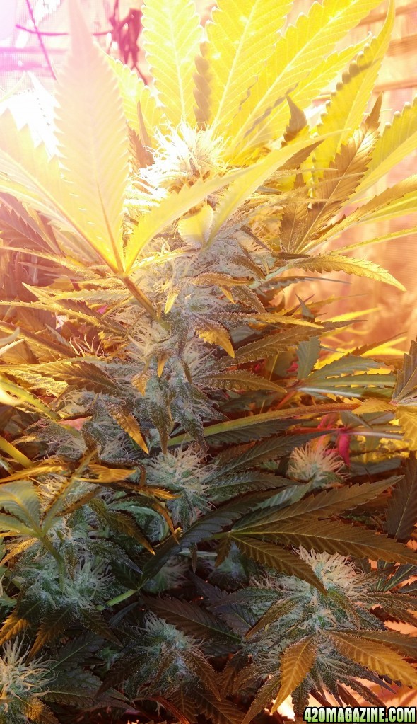 bubblegum_day_118_bud_pic.JPG