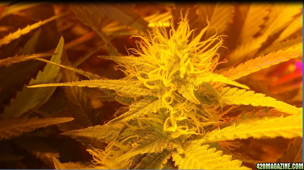 bubblegum_day_121_bud_shot.JPG