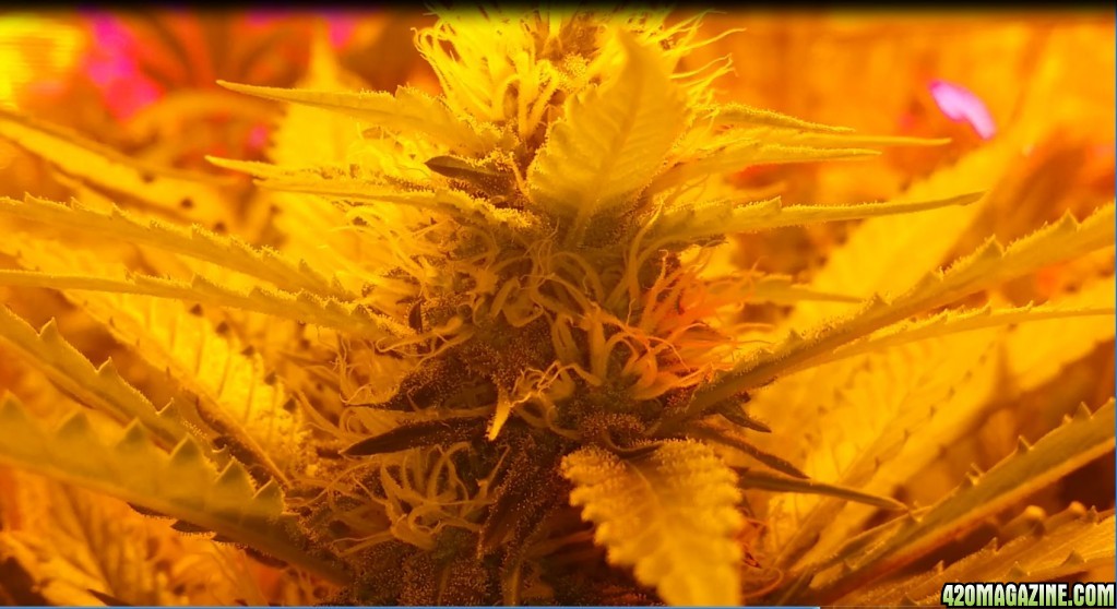 bubblegum_day_121_bud_shot_2.JPG