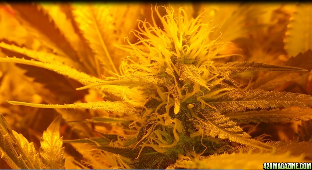 bubblegum_day_121_bud_shot_3.JPG