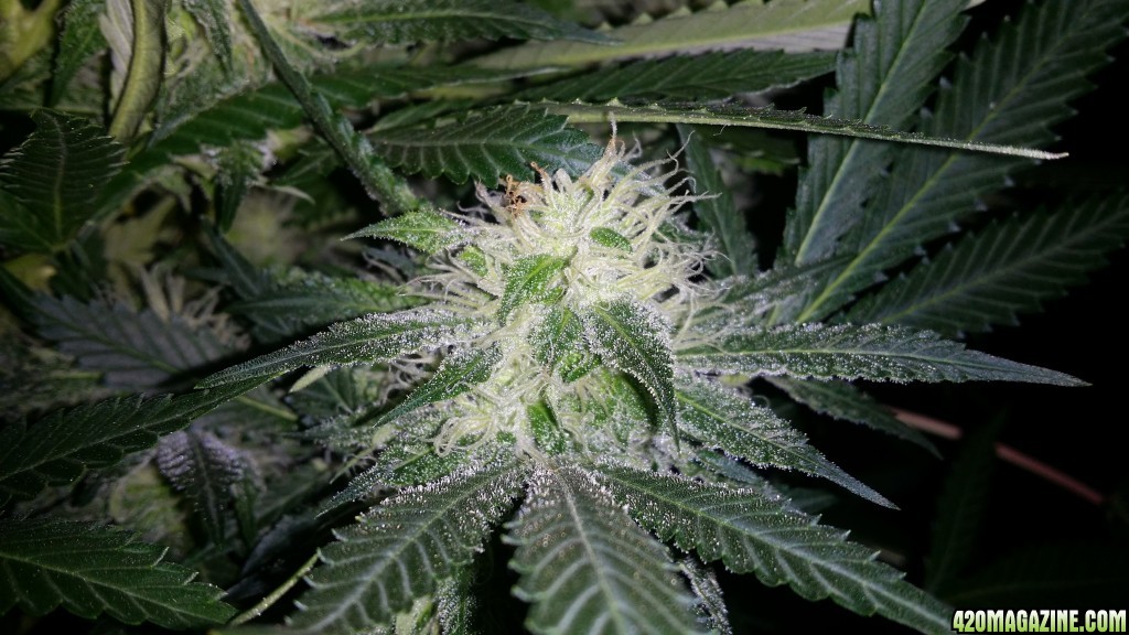 bubblegum_day_124_bud_shot.JPG