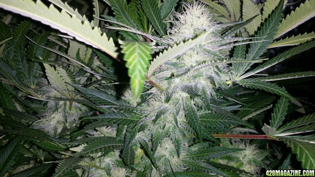 bubblegum_day_124_bud_shot_3.JPG