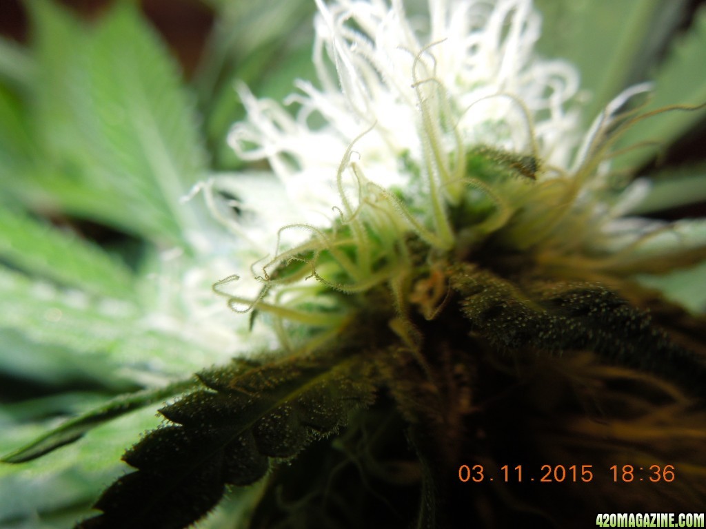 bubblegum_day_125_bud_shot.JPG